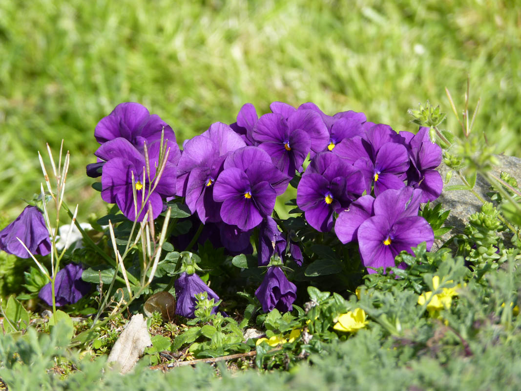 Viola tricolor